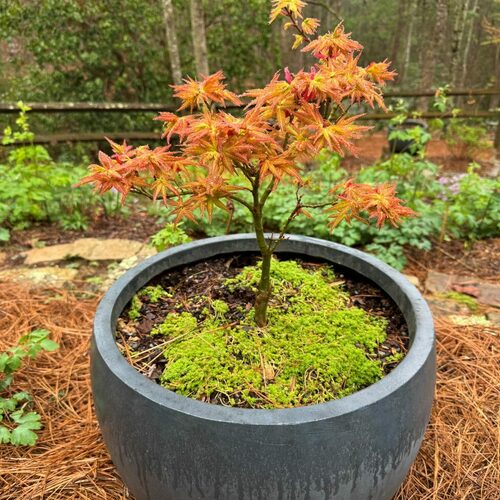 Spring Surprises in Bonnie’s Woodland Garden