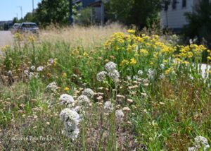 Beth Lewis’s habitat garden brings in birds, toads, insects -and people
