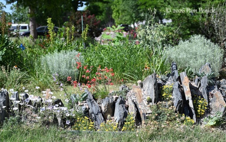 Crevice garden and secret-garden path in Mike Kintgen’s garden