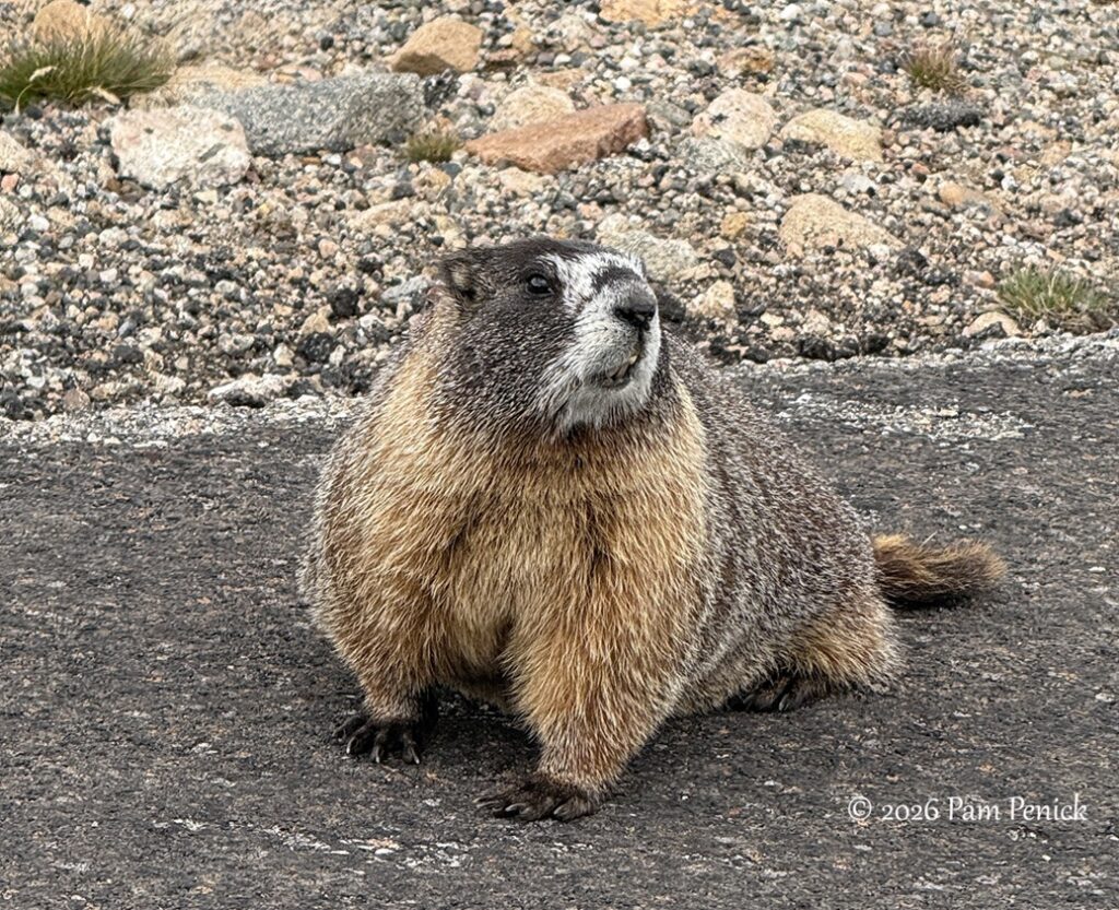 Marmots, bighorns, and bristlecones up on Mount Blue Sky