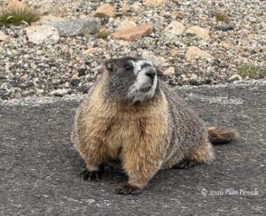 Marmots, bighorns, and bristlecones up on Mount Blue Sky