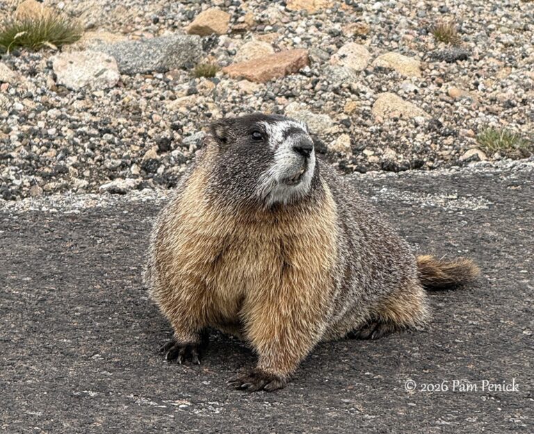 Marmots, bighorns, and bristlecones up on Mount Blue Sky