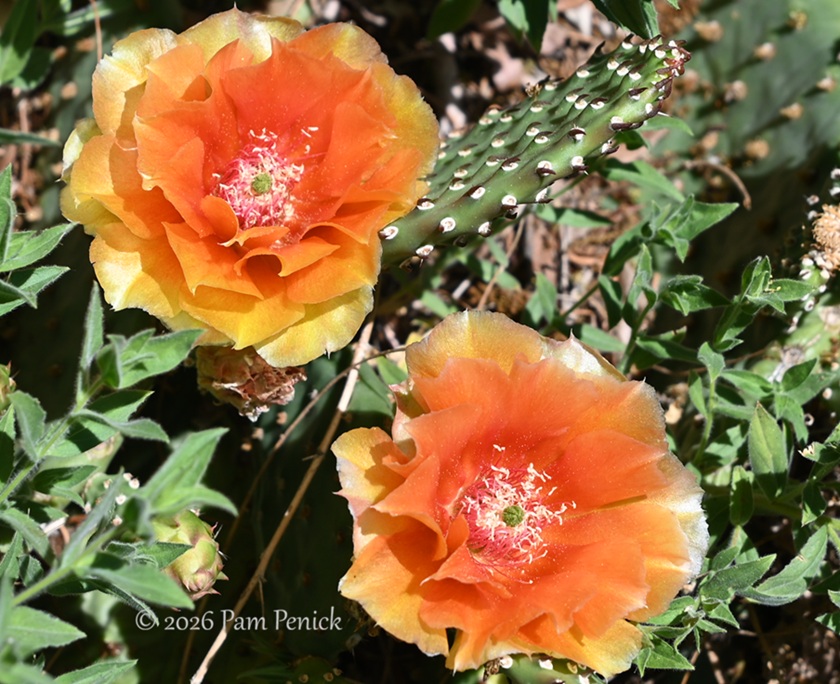 Flowering cacti and more in the garden of Steve Aegerter