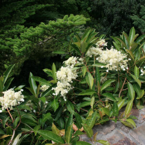 3 Lesser-known Hydrangeas That Make Great Garden Plants