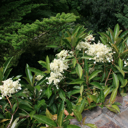 3 Lesser-known Hydrangeas That Make Great Garden Plants