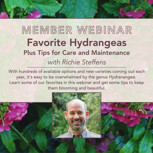 Webinar: Favorite Hydrangeas and Best Care Tips