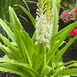 Five Years With a Pineapple Lily in Washington