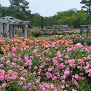Visit Norfolk Botanical Garden: Virginia’s Largest Botanical Garden