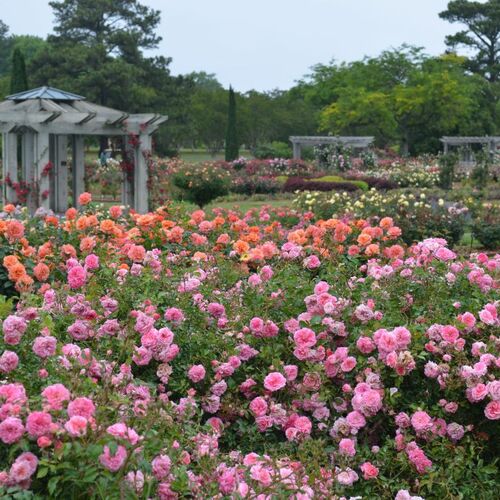 Visit Norfolk Botanical Garden: Virginia’s Largest Botanical Garden