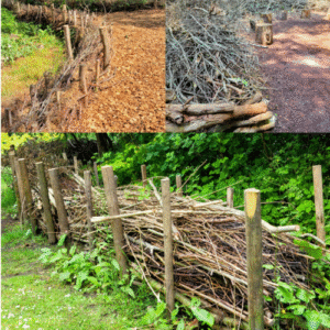 Challenge Accepted: Evaluating and Remediating Ecologically Destructive Plants in the Home Landscape