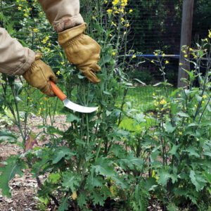 Essential Tools for Fall Garden Cleanup