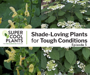 Episode 5: Shade-Loving Plants for Tough Conditions