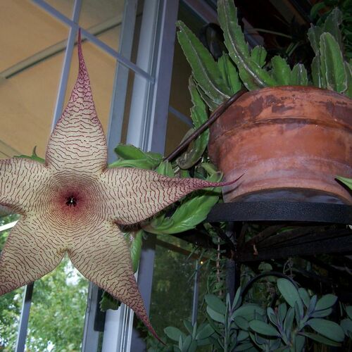 Jane’s Indoor Collection of Begonias and Succulents in New York