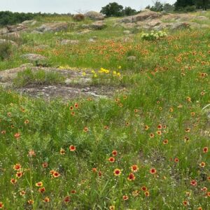 Build a Rock Garden to Stabilize a Slope