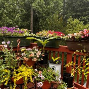 Prasuna’s Maryland Container Garden – Fine Gardening