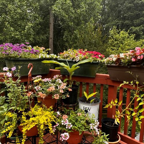 Prasuna’s Maryland Container Garden – Fine Gardening