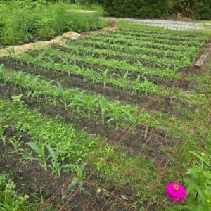 Rob’s Productive Summer Vegetable Garden in North Carolina