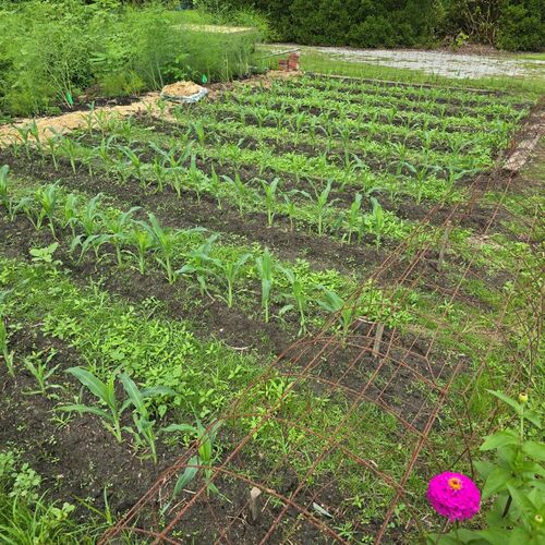 Rob’s Productive Summer Vegetable Garden in North Carolina