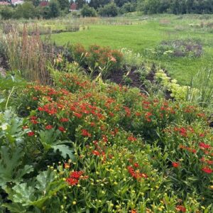A New Climate-Adaptation Garden Takes Root in Poland