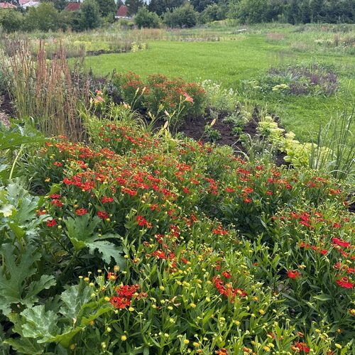 A New Climate-Adaptation Garden Takes Root in Poland