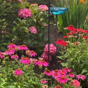 More Color and Pollinators from Lila’s Washington Garden