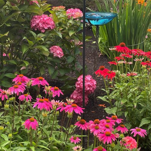 More Color and Pollinators from Lila’s Washington Garden