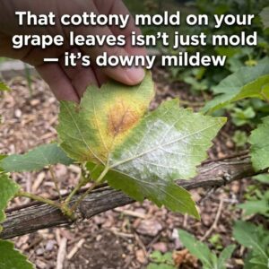 Why Do Grape Leaves, Fruit, and Tendrils Get a Cottony White Mold? –