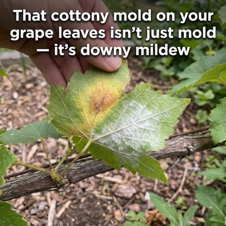 Why Do Grape Leaves, Fruit, and Tendrils Get a Cottony White Mold? –