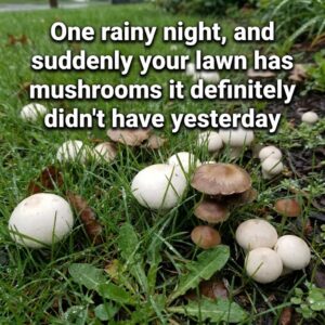 Puffballs and Mushrooms in the Lawn or Garden? Here’s Why They Show Up (and What Actually Gets Rid of Them) –