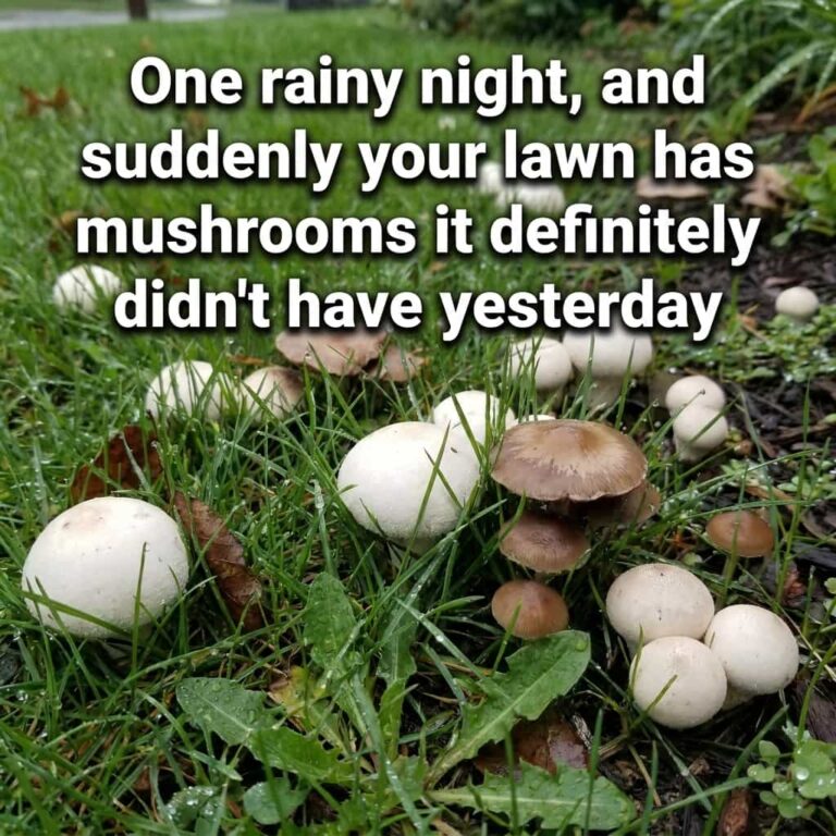 Puffballs and Mushrooms in the Lawn or Garden? Here’s Why They Show Up (and What Actually Gets Rid of Them) –