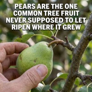 Why Pears Are the One Fruit You’re Supposed to Pick Before They’re Ripe –