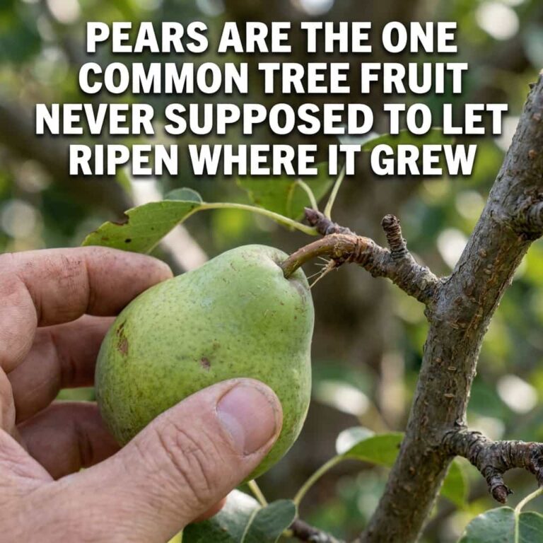 Why Pears Are the One Fruit You’re Supposed to Pick Before They’re Ripe –