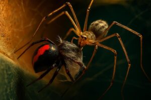 Do Cellar Spiders Really Kill Black Widows and Redback Spiders? –