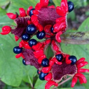 Seasonal Highlights From Wendy’s Pennsylvania Garden, Part 1