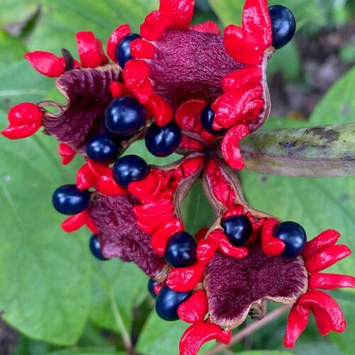 Seasonal Highlights From Wendy’s Pennsylvania Garden, Part 1