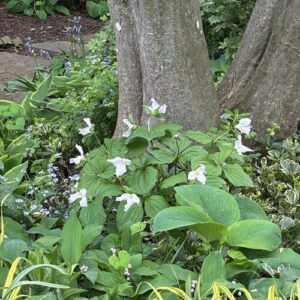 Seasonal Highlights from Wendy’s Pennsylvania Garden, Part 2