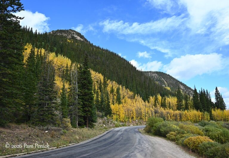 Aspen gold lighting up Colorado’s mountain passes