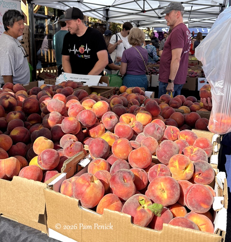 Peaches, Hatch chiles, and…bear…at South Pearl Street Farmers Market