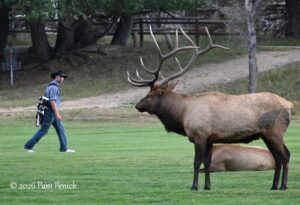 Bugling elk, golden aspens in Colorado mountains