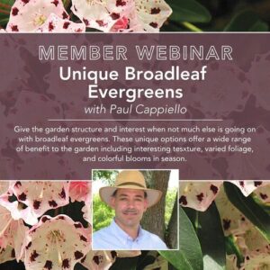 Webinar: Unique Broadleaf Evergreens   – Fine Gardening