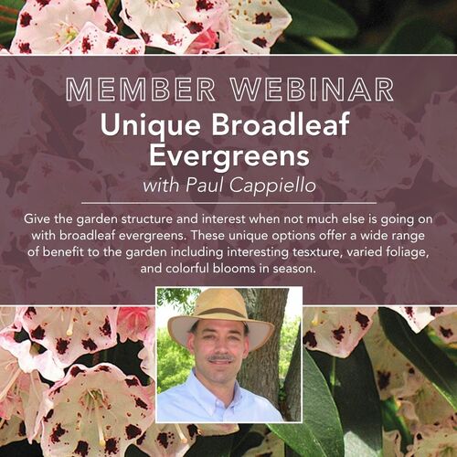 Webinar: Unique Broadleaf Evergreens   – Fine Gardening