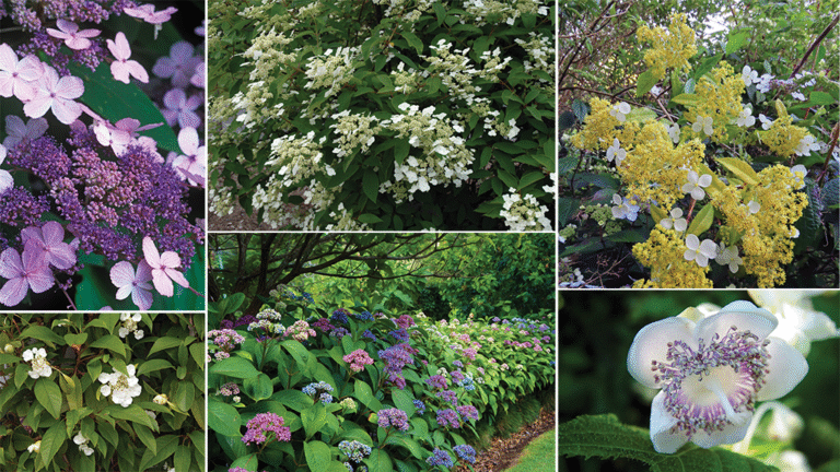 Beyond the Basics: Unique Hydrangea Varieties    