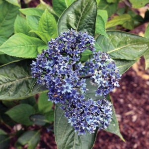 Looking to the Future of Hydrangeas