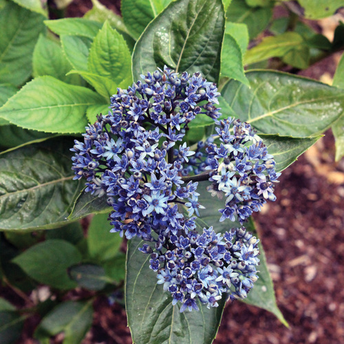 Looking to the Future of Hydrangeas