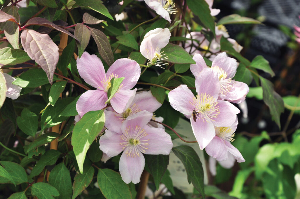 Best Plants for Your Mid-Atlantic Garden Shopping List