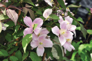 Best Plants for Your Mid-Atlantic Garden Shopping List