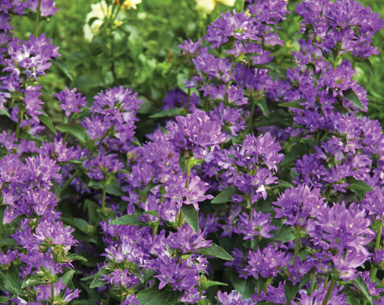 Best Plants for Your Mountain West Garden Shopping List