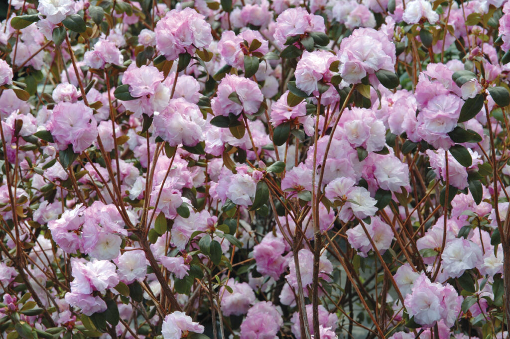 Best Plants for Your Northeast Garden Shopping List