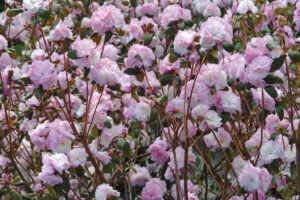Best Plants for Your Northeast Garden Shopping List