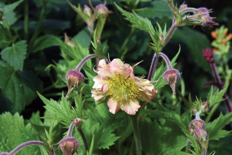 Best Plants for Your Pacific Northwest Garden Shopping List
